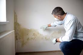 Best Mold Remediation for Healthcare Facilities  in Blue Rapids, KS